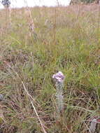 Image of Sopubia lanata var. densiflora (Skan) O. J. Hansen