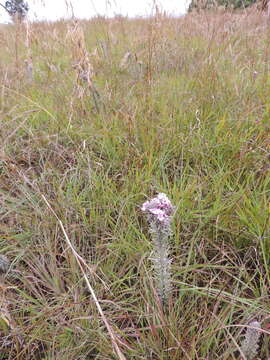 Image of Sopubia lanata Engl.