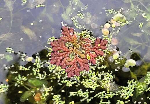 Image of Azolla filiculoides subsp. cristata (Kaulf.) Fraser-Jenk.