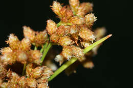 Imagem de Scirpus lushanensis Ohwi