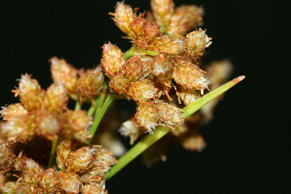 Imagem de Scirpus lushanensis Ohwi