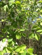 Plancia ëd Crataegus suborbiculata Sarg.