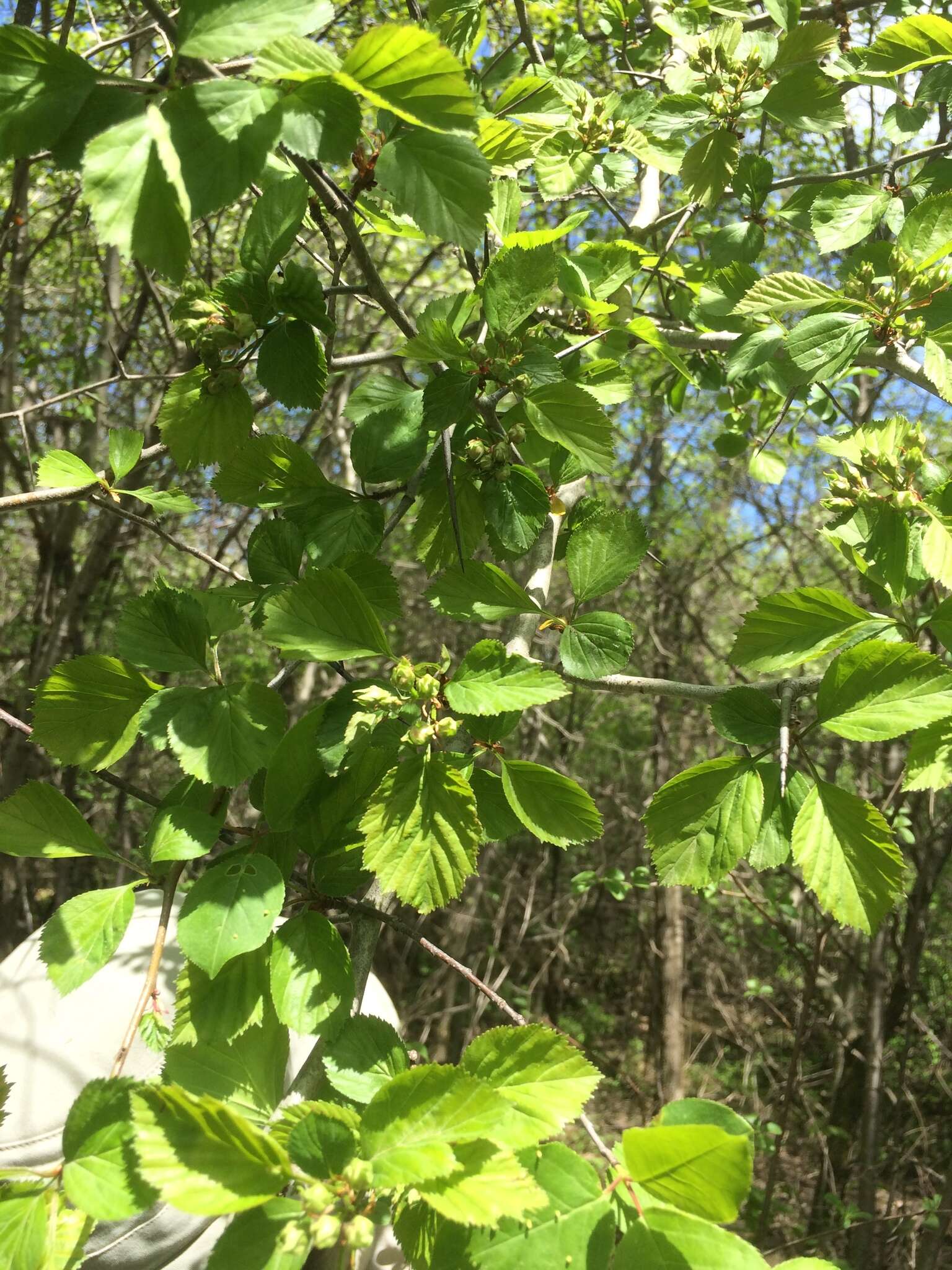 Plancia ëd Crataegus suborbiculata Sarg.