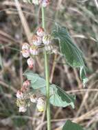 Image of Hermannia floribunda Harv.