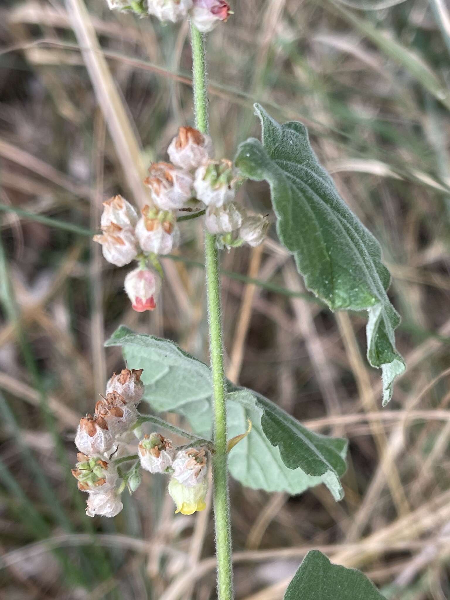 Image of Hermannia floribunda Harv.