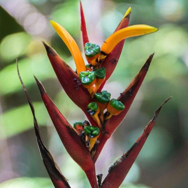 Image of Heliconia osaensis Cufod.