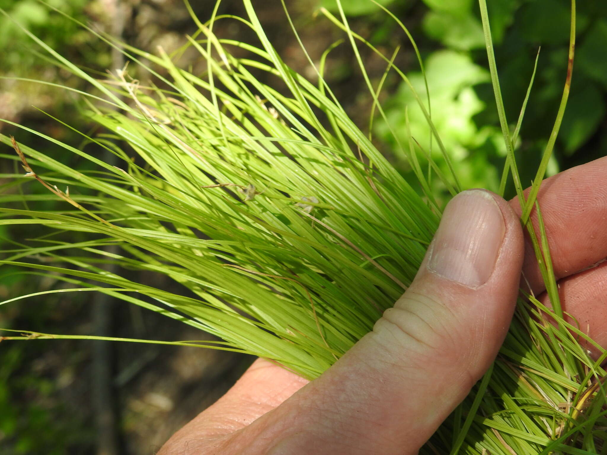 Image of New England sedge