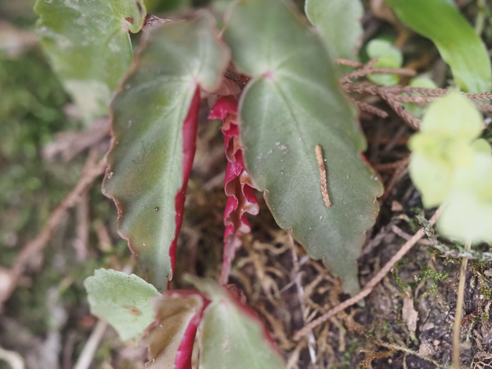 Image of Begonia angularis Raddi