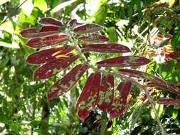 Image of Columnea perpulchra C. V. Morton