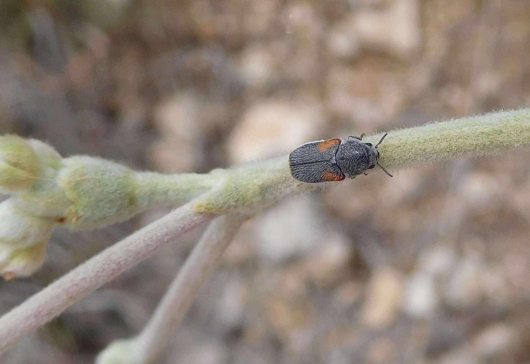 Imagem de Coleothorpa axillaris (J. L. Le Conte 1868)