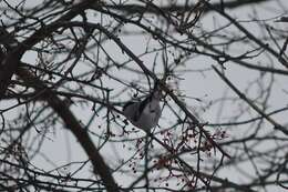 Image of Baikal Bullfinch