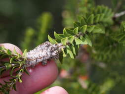 Imagem de Melaleuca densa R. Br.