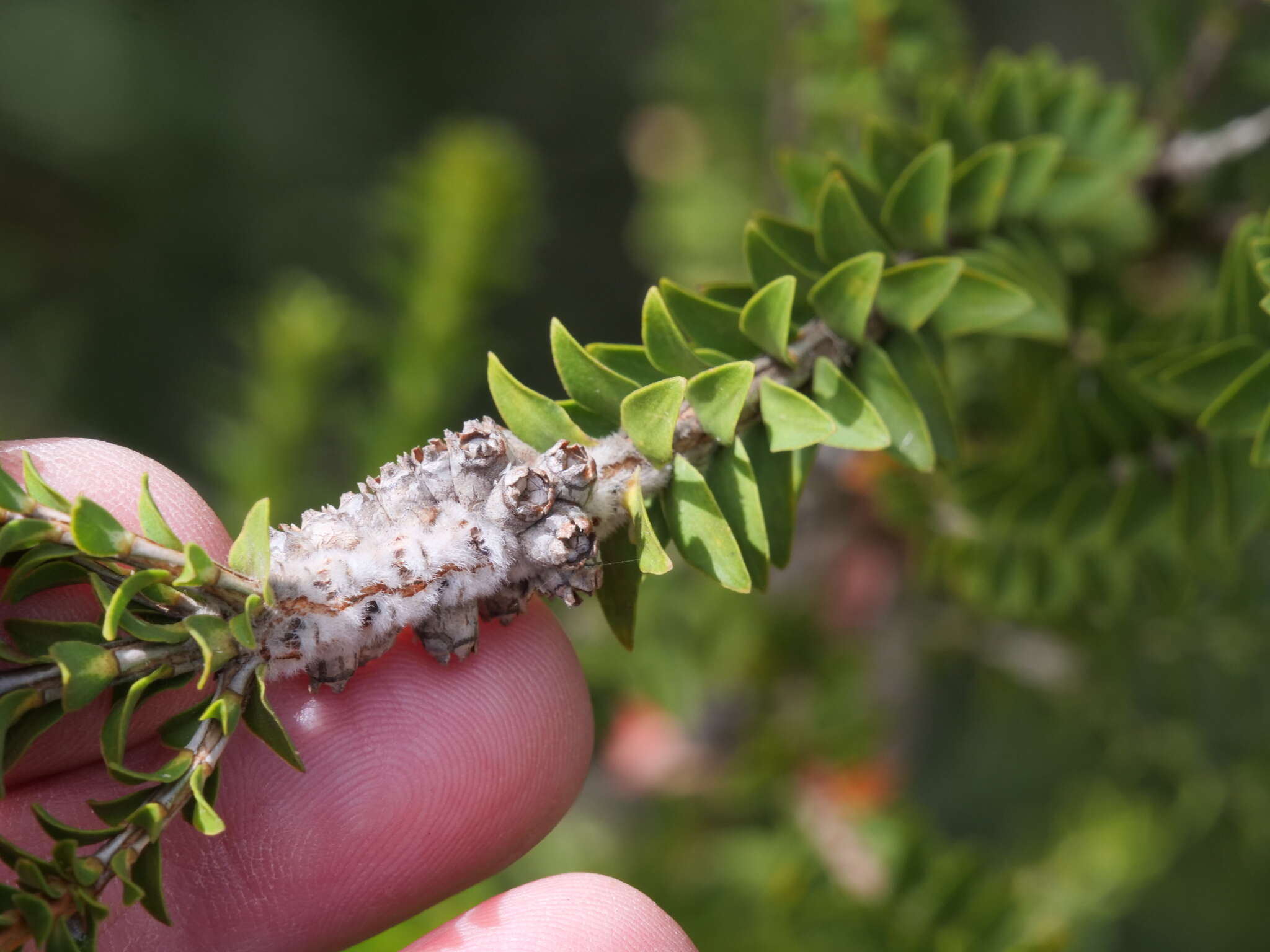 Imagem de Melaleuca densa R. Br.