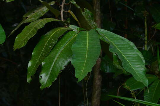 Image of Myristica fatua Houtt.