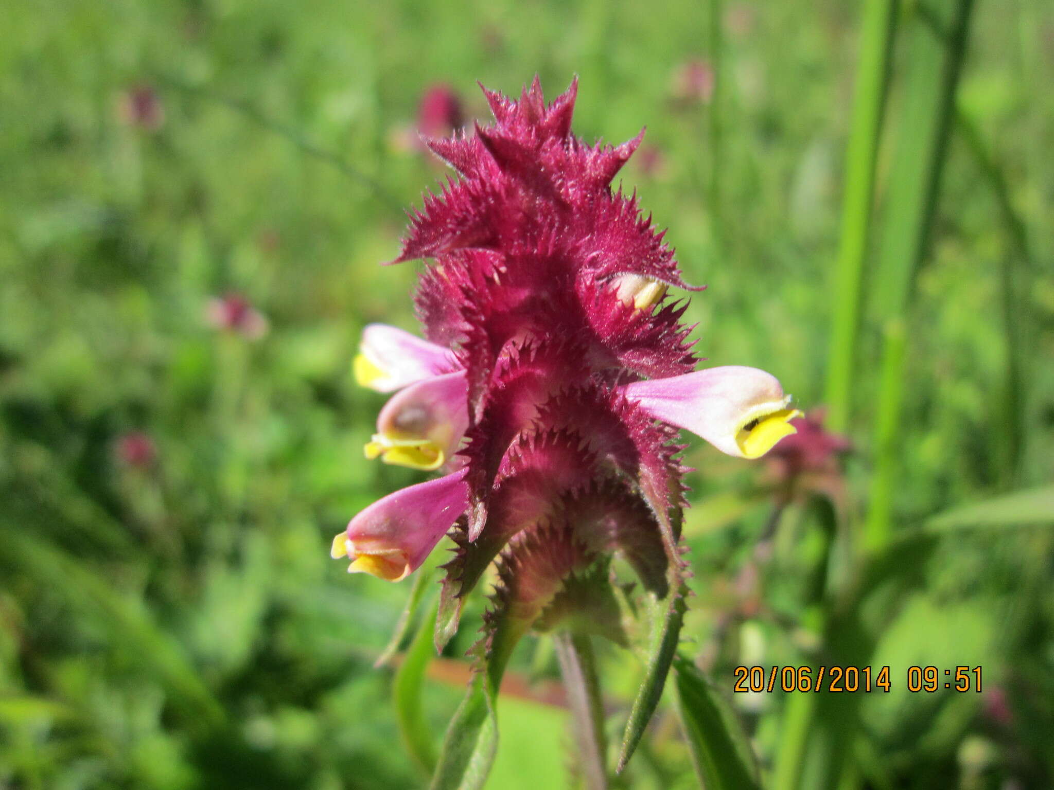 Image of Crested Cow-wheat