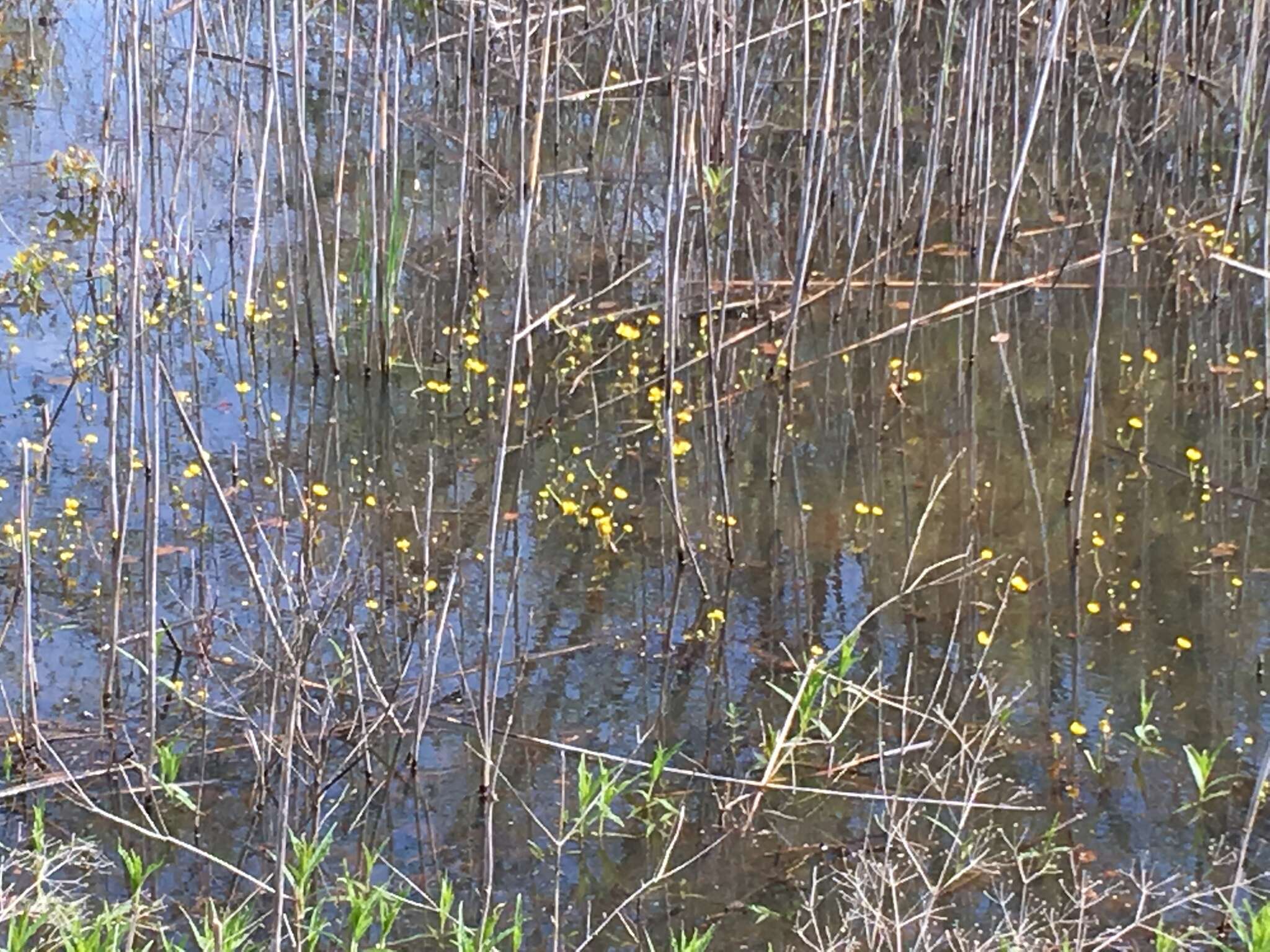 Image of yellow water buttercup