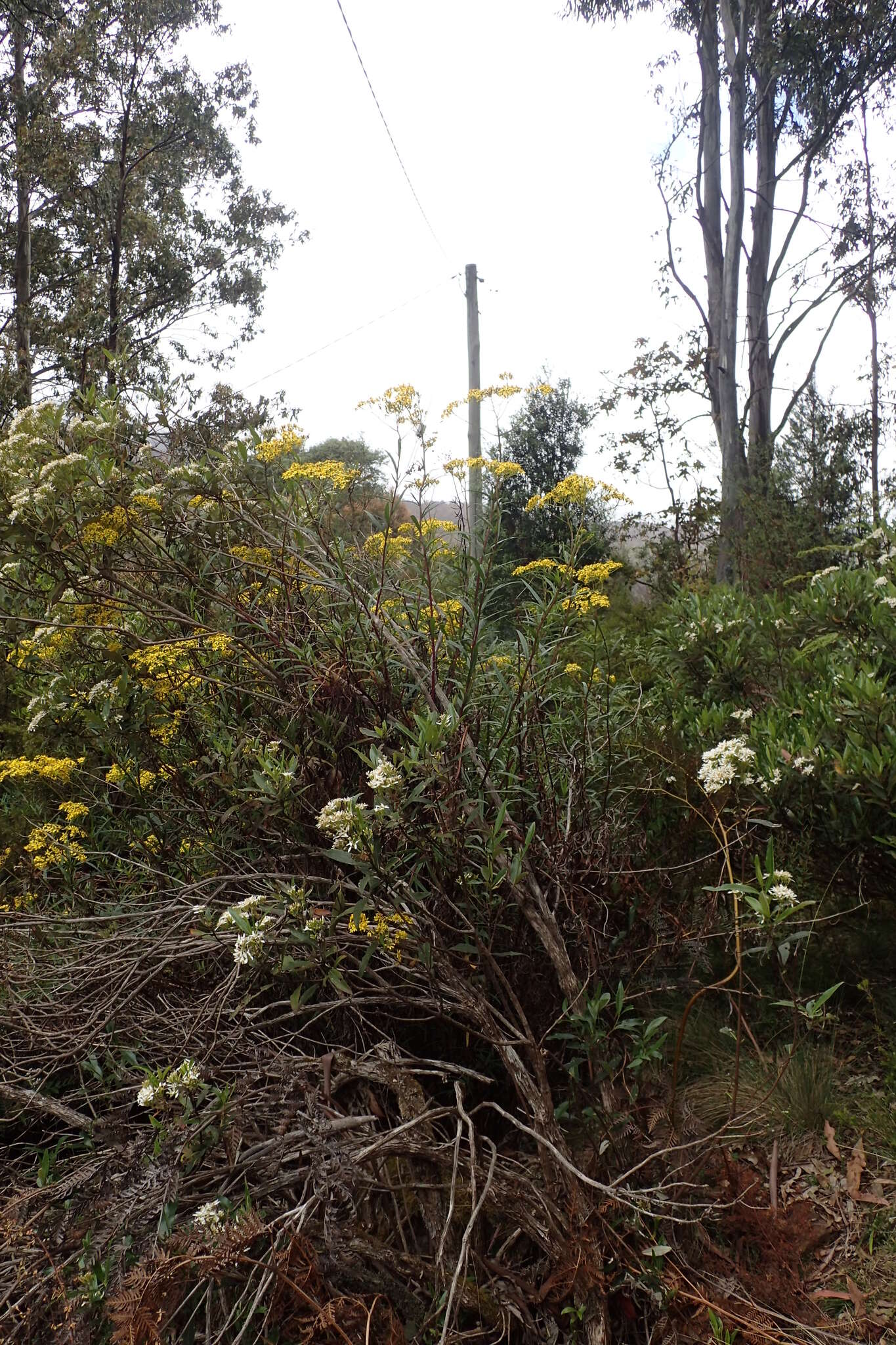 Image of <i>Senecio <i>linearifolius</i></i> var. linearifolius