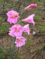 Imagem de Gladiolus caryophyllaceus (Burm. fil.) Poir.