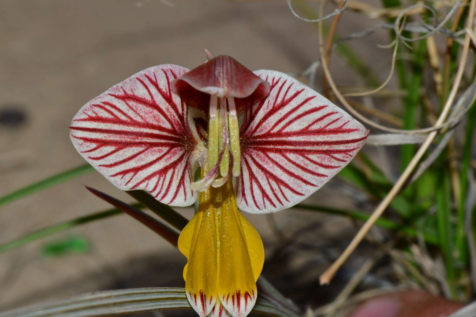 Gladiolus watermeyeri L. Bolus resmi