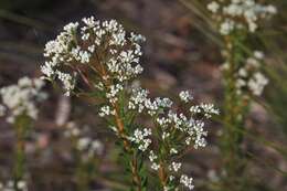 Image of Conospermum taxifolium C. F. Gaertner