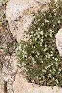 Image of brittle sandwort