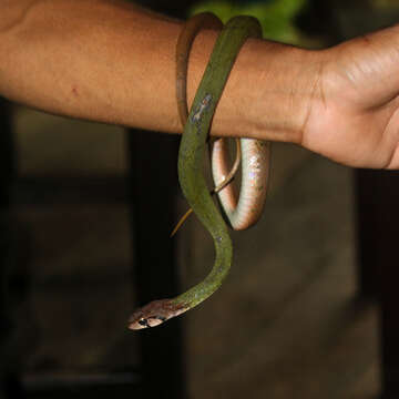 Image of Black-banded Keelback