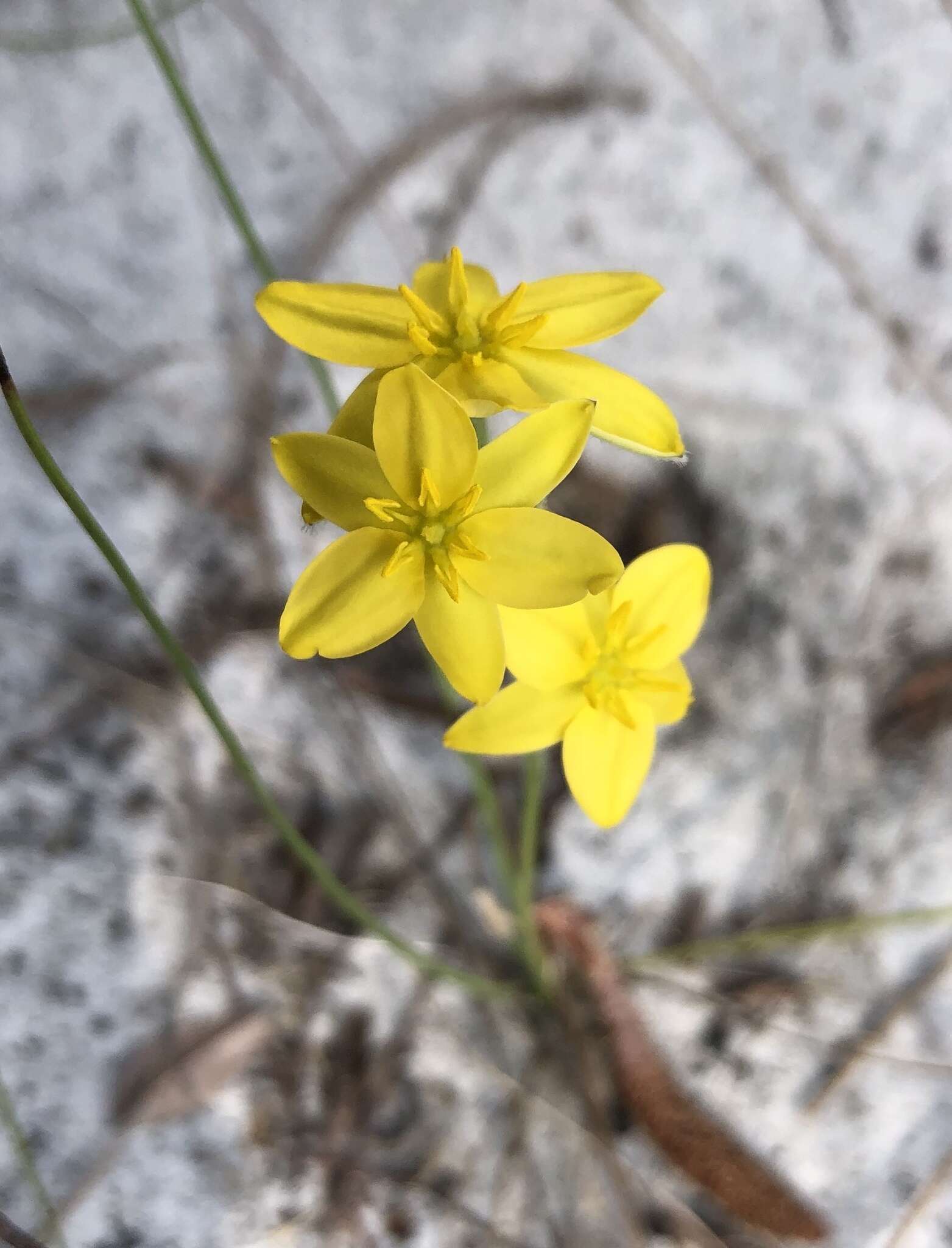 Image of fringed yellow star-grass