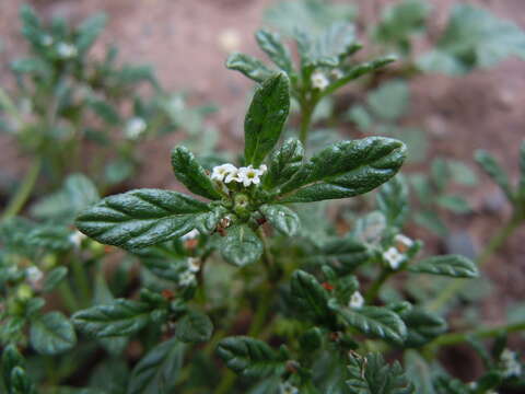 Image de Heliotropium microstachyum Ruiz & Pav.