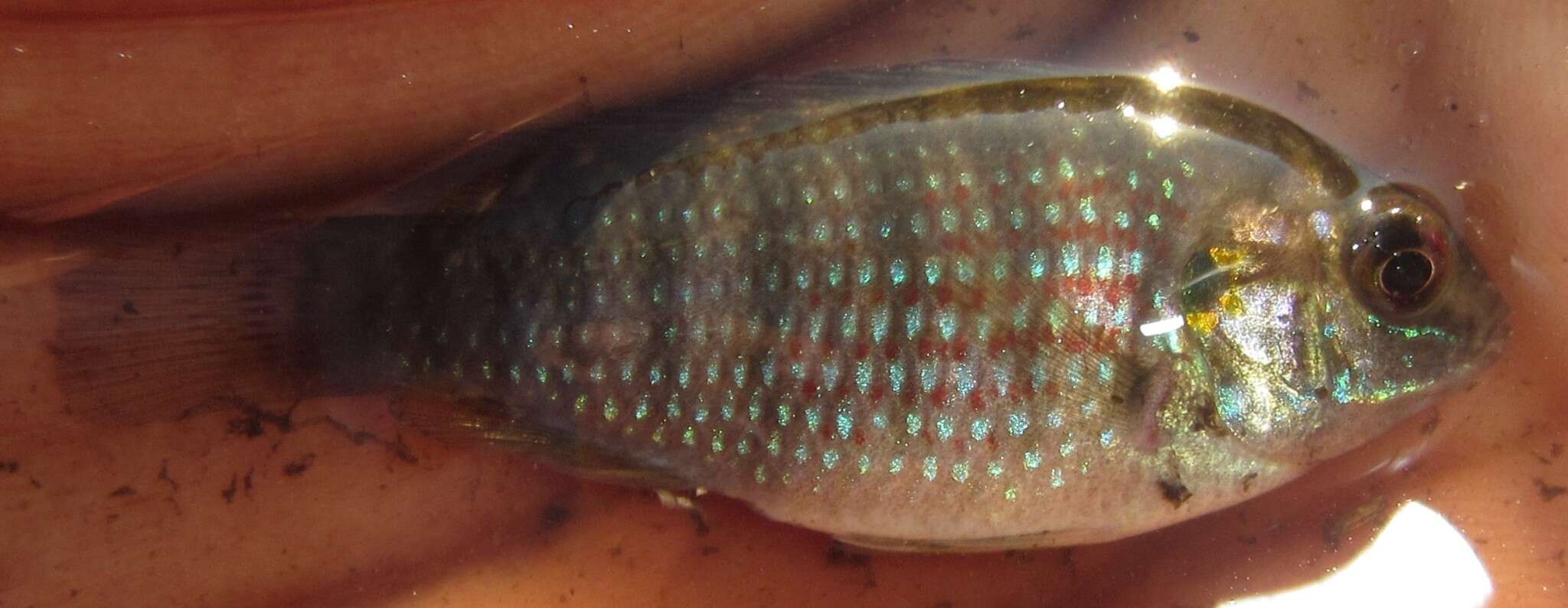 Image of Okavango tilapia