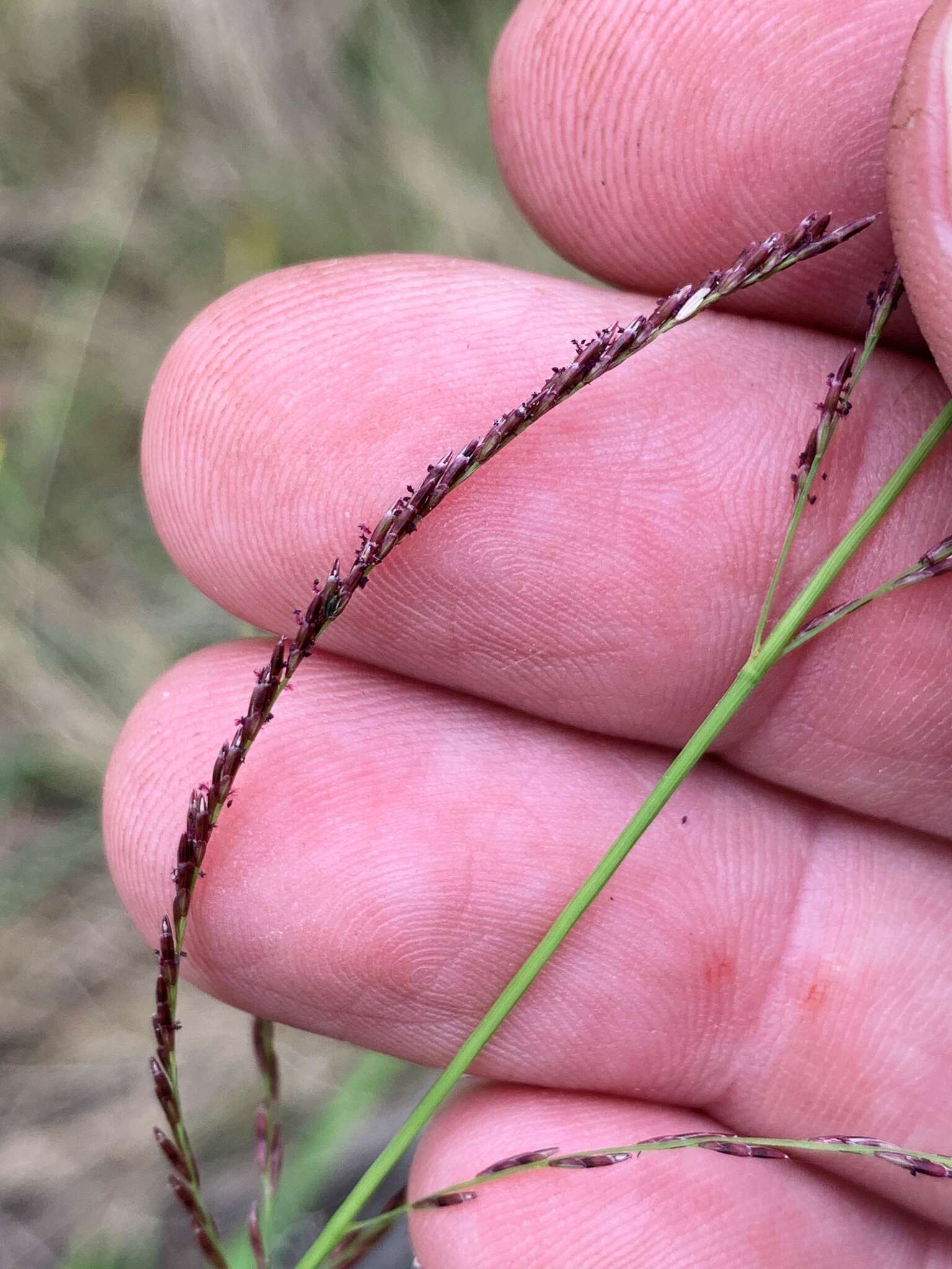 Image of Australian sprangletop