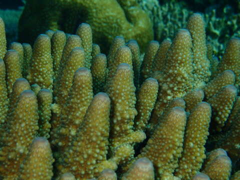 Image of Finger Coral