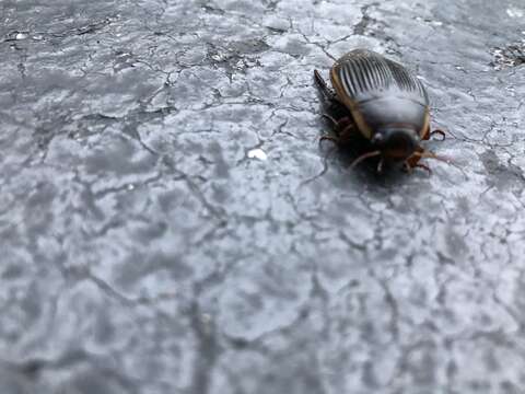 Image of Understriped Diving Beetle