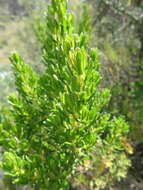 Image of Baccharis linearifolia (Lam.) Pers.