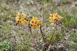 Image of Gymnospermium albertii (Regel) Takht.