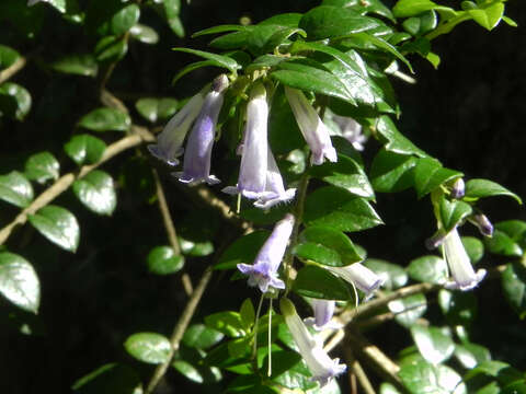 Plancia ëd Rhaphithamnus spinosus (Juss.) Moldenke