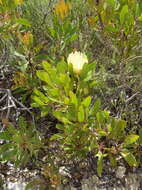 Plancia ëd Protea obtusifolia Buek ex Meissn.