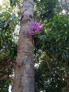 Image of Cattleya nobilior Rchb. fil.