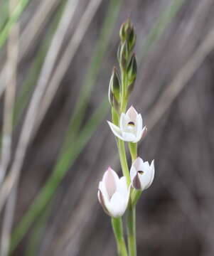 Image de Thelymitra longifolia J. R. Forst. & G. Forst.