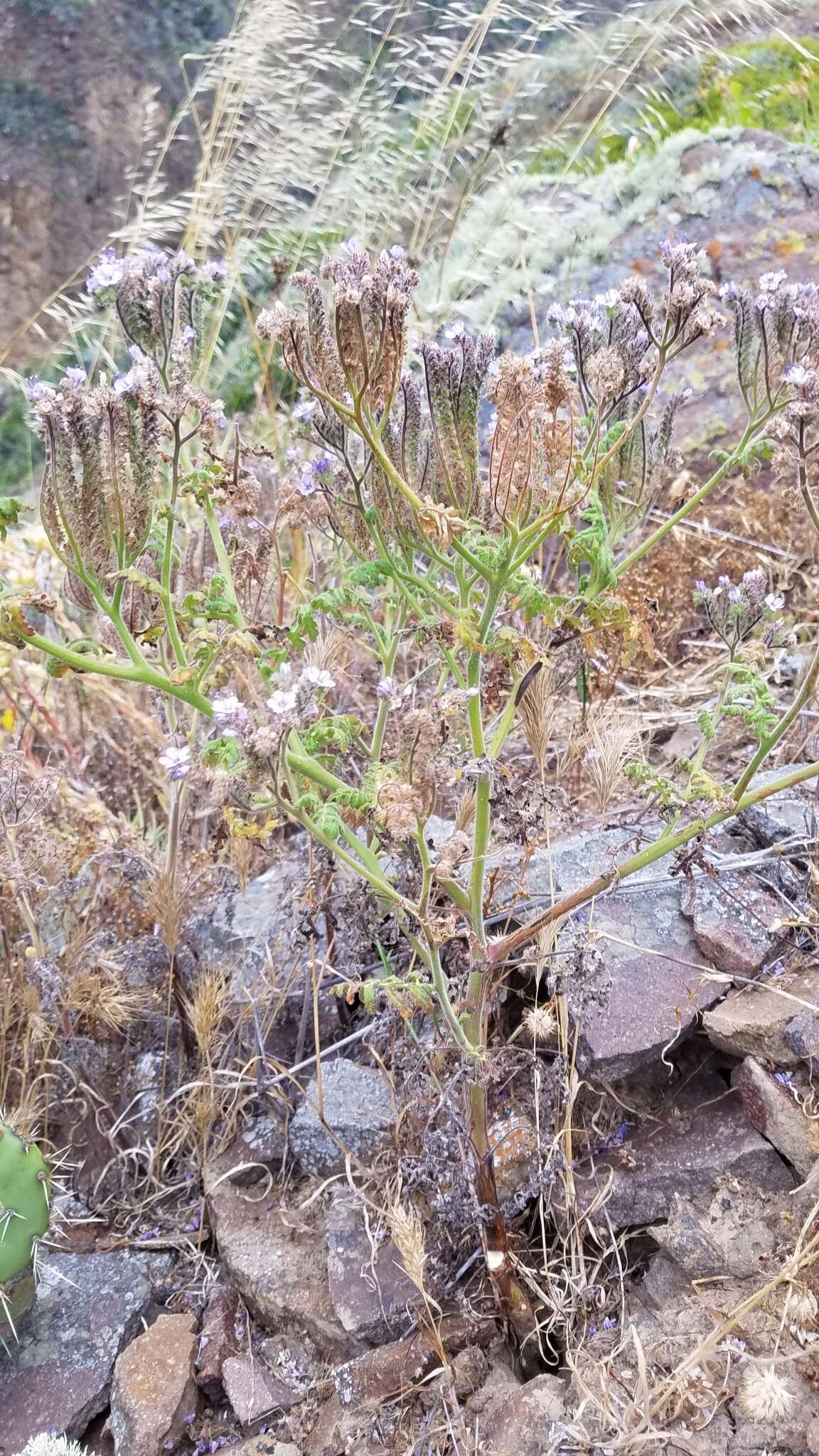 Imagem de Phacelia floribunda Greene