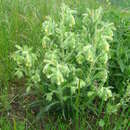 Image of <i>Onosma microcarpa</i>