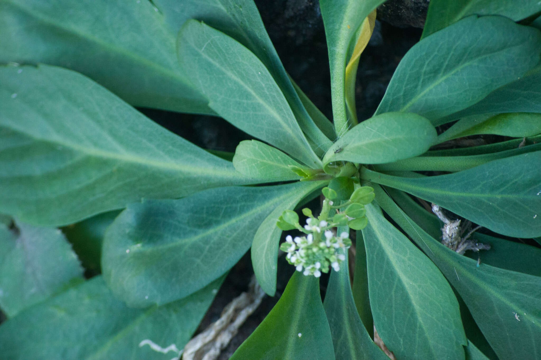 Image of <i>Lepidium bidentatum</i> var. <i>o-waihiense</i> (Cham. & Schltdl.) Fosberg