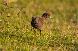 Image of Spotless Crake