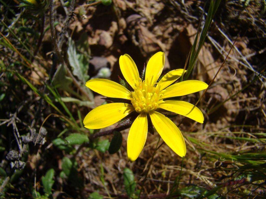 Imagem de Gorteria piloselloides (Cass.) Stångb. & Anderb.