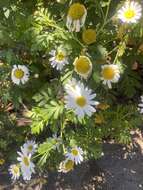 Image of Argyranthemum callichrysum subsp. gomerensis (Humphries) O. W. White