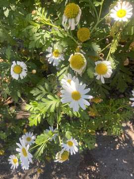 Image of Argyranthemum callichrysum subsp. gomerensis (Humphries) O. W. White