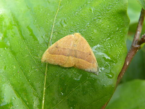 Image of barred hook-tip