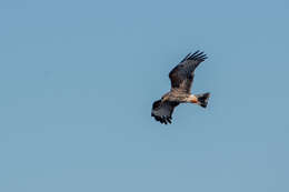 Image of Everglade snail kite