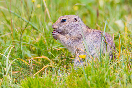 Image of Caucasian Mountain Ground Squirrel