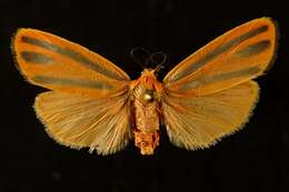 Image of Scarlet-winged Lichen Moth