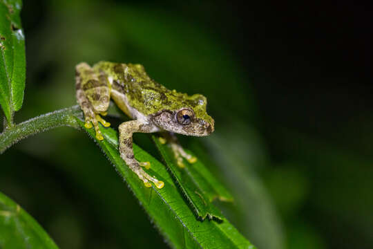 Image of Eiffinger's Tree Frog